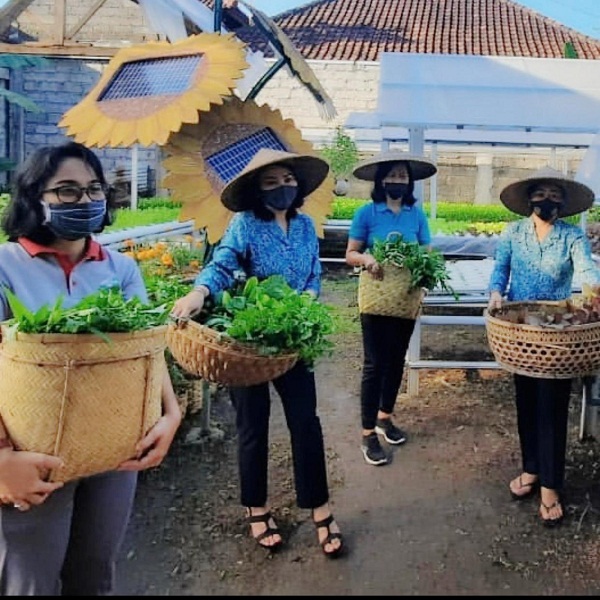 Masa Pandemi Covid-19, TP PKK Kota Denpasar Ajak Masyarakat Melakukan Urban Farming