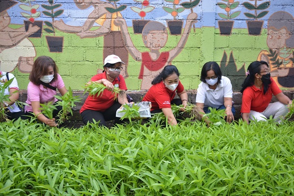Ny. Antari Jaya Negara Panen Sayuran di Sumerta Kelod