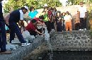 LESTARIKAN FUNGSI SUNGAI, ISTRI WAWALI TEBAR BIBIT IKAN DI TUKAD PUNGGAWA