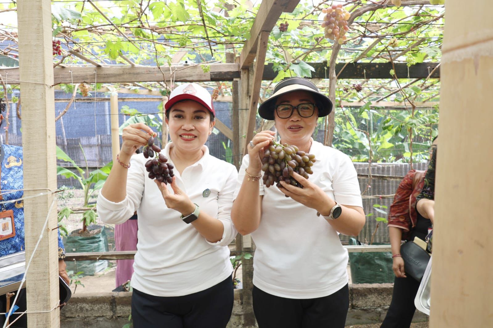 Panen Anggur di Subak Peraupan Barat Ketua TP PKK Antari Jaya Negara Dorong Urban Farming dan Agrowisata Berkualitas